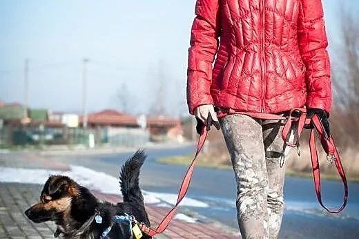 Hipek młody, kochany,śliczny psiak.,  podkarpackie