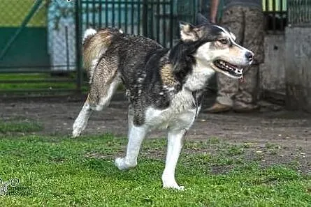 PAKO- wesoły pieszczoch mix husky do adopcji,  śląskie Katowice