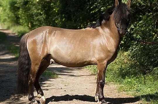 kucyk do startów do dzierżawy!, , Parzniew