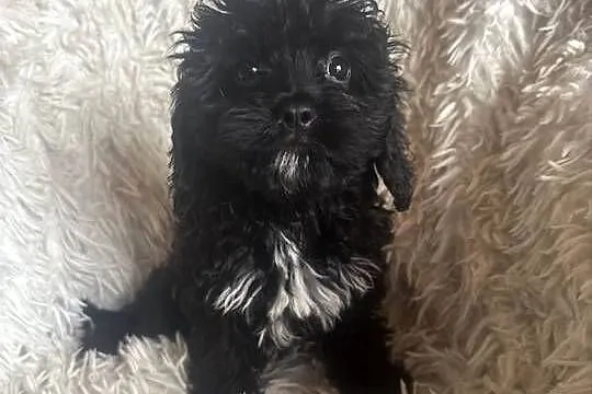 Cavapoo suczka black mama cavalier tata pudel toy red