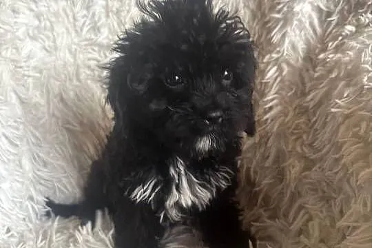 Cavapoo suczka black mama cavalier tata pudel toy red, Świętokrzyskie, Busko-Zdrój
