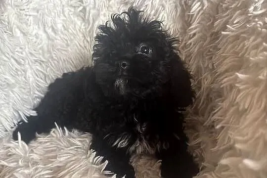 Cavapoo suczka black mama cavalier tata pudel toy red, Świętokrzyskie, Busko-Zdrój