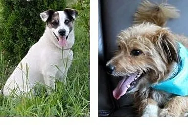 Zaadoptuj !!!,  podkarpackie Przemyśl