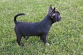 Chihuahua odważny chłopiec„CEZAR”