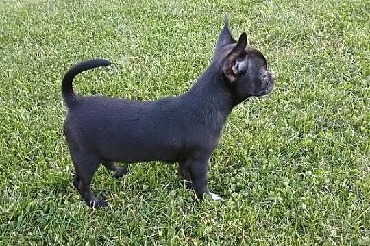 Chihuahua odważny chłopiec„CEZAR”, Łódzkie, Kleszczów