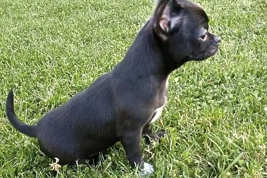 Chihuahua odważny chłopiec„CEZAR”, Łódzkie, Kleszczów