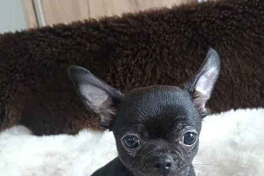 Chihuahua odważny chłopiec„CEZAR”, Łódzkie, Kleszczów