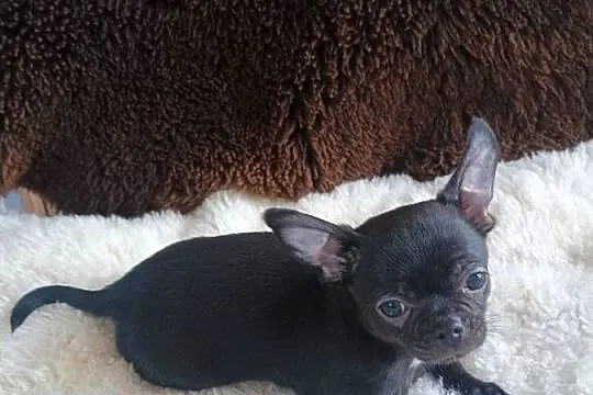 Chihuahua odważny chłopiec„CEZAR”, Łódzkie, Kleszczów