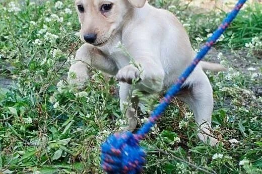 Sola do Adopcji ,  śląskie Częstochowa