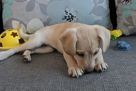 Sola do Adopcji ,  śląskie Częstochowa