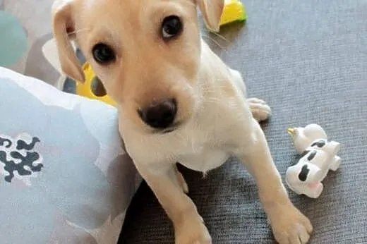Sola do Adopcji ,  śląskie Częstochowa