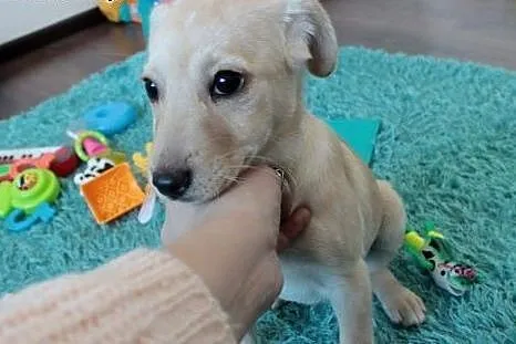 Sola do Adopcji ,  śląskie Częstochowa