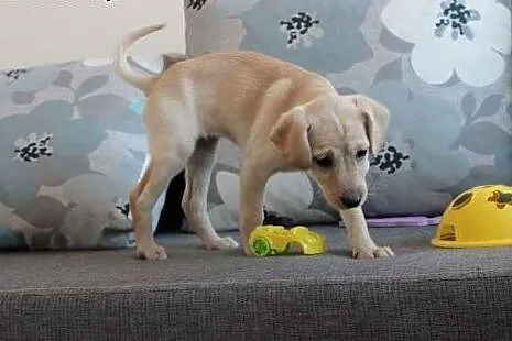 Sola do Adopcji ,  śląskie Częstochowa