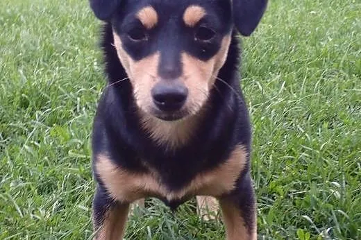 Lucy do adopcji 6mies. sunia FILM,  mazowieckie Wa