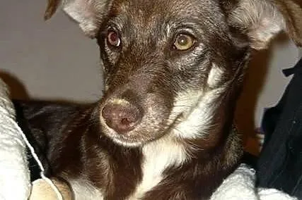 Śliczna Moki czeka na domek :)