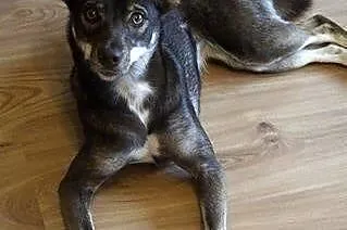 Śliczna Moki czeka na domek :)