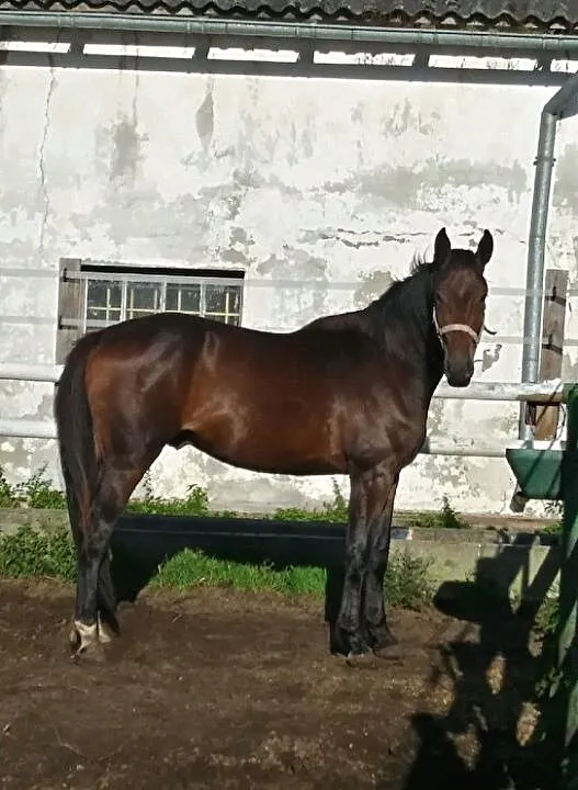 Szukam konia lub kuca do dzierżawy z przeniesieniem, ,