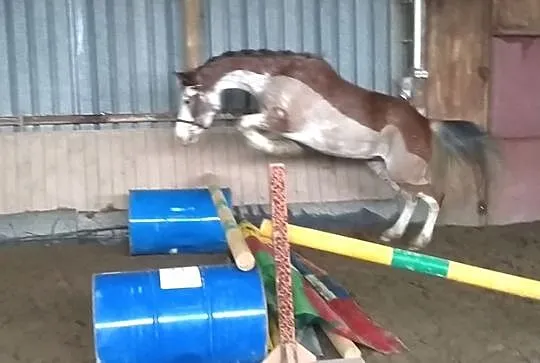 Szukam konia lub kuca do dzierżawy z przeniesieniem, , 