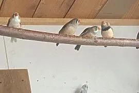 Zeberki