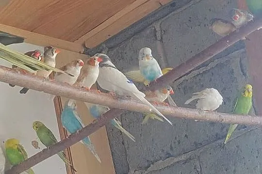 Zeberki, Podkarpackie, Bobrowa Wola