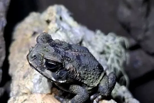 Ropucha Aga (Rhinella marina) 