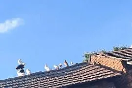 Witam sprzedam gołębie