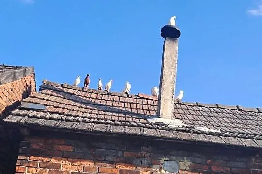 Witam sprzedam gołębie, Małopolskie, Wawrzeńczyce