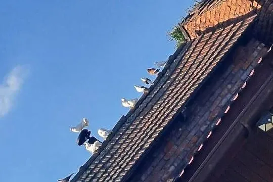 Witam sprzedam gołębie, Małopolskie, Wawrzeńczyce
