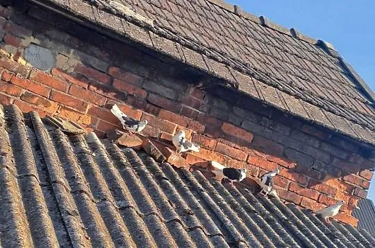 Witam sprzedam gołębie, Małopolskie, Wawrzeńczyce