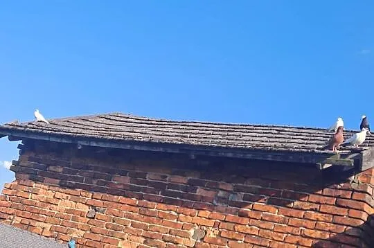 Witam sprzedam gołębie, Małopolskie, Wawrzeńczyce