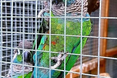Rudosterki perliste (Pyrrhura lepida), Podkarpackie, Przemyśl
