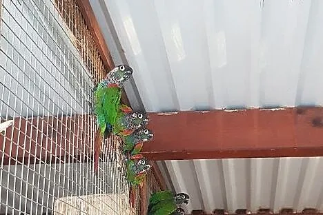 Rudosterki perliste (Pyrrhura lepida), Podkarpackie, Przemyśl