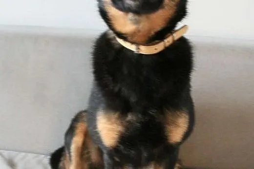 MELA - nieduża, 1,5 roczna śliczna sunia do adopcji,  mazowieckie Warszawa