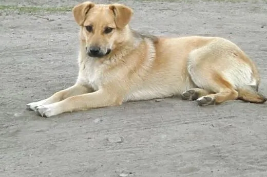 Cudowny Gasper mieszka na ulicy- szukamy domu na cito!!!,  mazowieckie Warszawa