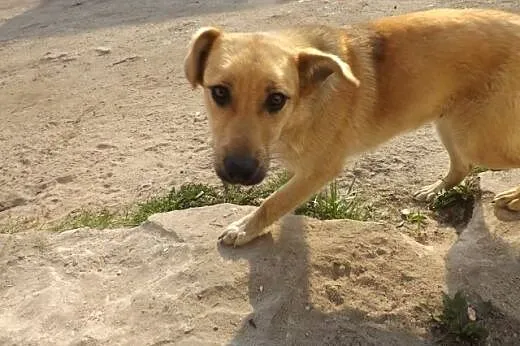 Cudowny Gasper mieszka na ulicy- szukamy domu na c