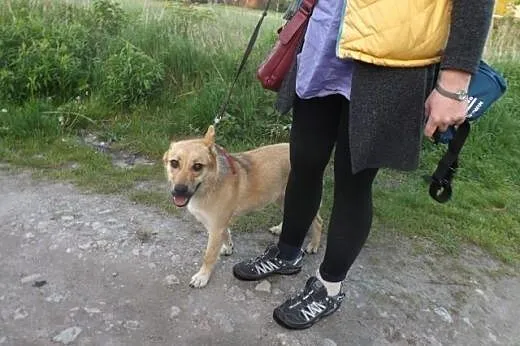 Cudowny Gasper mieszka na ulicy- szukamy domu na c