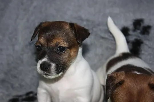 Jack Russell Terrier śliczne z rodowodem FCI