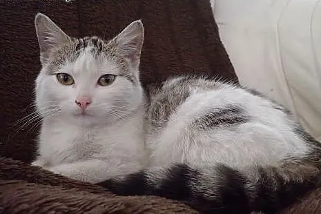 Punia 5 miesięczna kotka do adopcji,  łódzkie Łódź