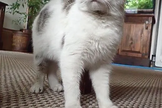 Punia 5 miesięczna kotka do adopcji,  łódzkie Łódź