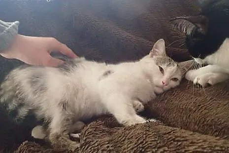 Punia 5 miesięczna kotka do adopcji,  łódzkie Łódź