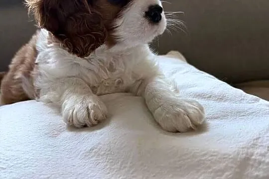 Cavalier King Charles Spaniel, Śląskie, Kroczyce