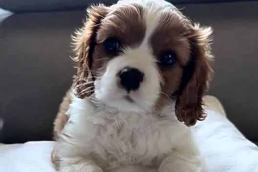 Cavalier King Charles Spaniel, Śląskie, Kroczyce