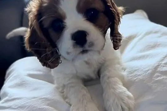 Cavalier King Charles Spaniel, Śląskie, Kroczyce