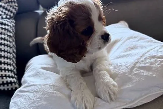 Cavalier King Charles Spaniel, Śląskie, Kroczyce