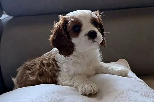 Cavalier King Charles Spaniel, Śląskie, Kroczyce