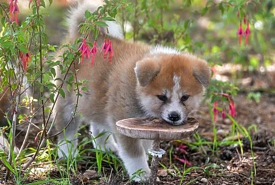 Akita inu-akita japońska czerwone szczenięta rodowód ZKwP/FCI