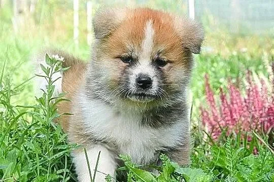Akita inu-akita japońska czerwone szczenięta rodowód ZKwP/FCI, Dolnośląskie, Wołów