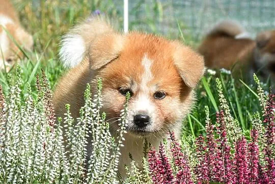 Akita inu-akita japońska czerwone szczenięta rodowód ZKwP/FCI, Dolnośląskie, Wołów