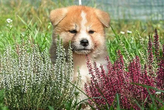Akita inu-akita japońska czerwone szczenięta rodowód ZKwP/FCI, Dolnośląskie, Wołów
