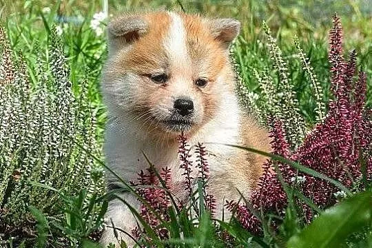 Akita inu-akita japońska czerwone szczenięta rodowód ZKwP/FCI, Dolnośląskie, Wołów